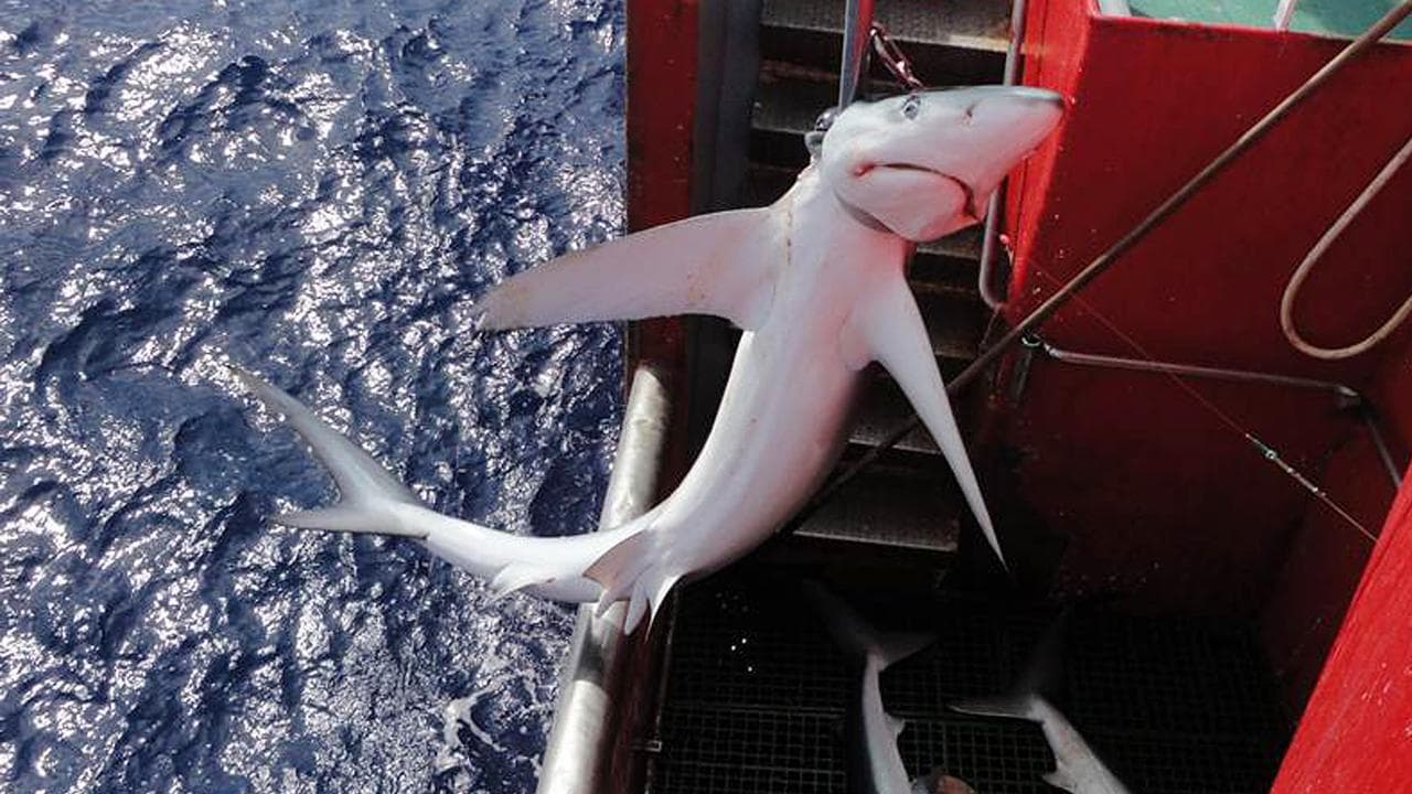 A blue shark caught by an Atlantic longline fishing ship
