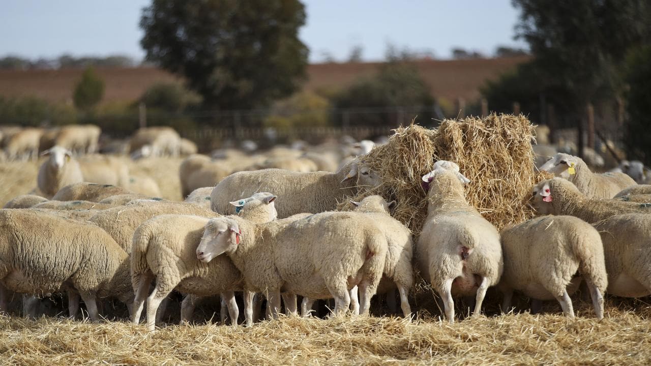 Sheep in feed lots