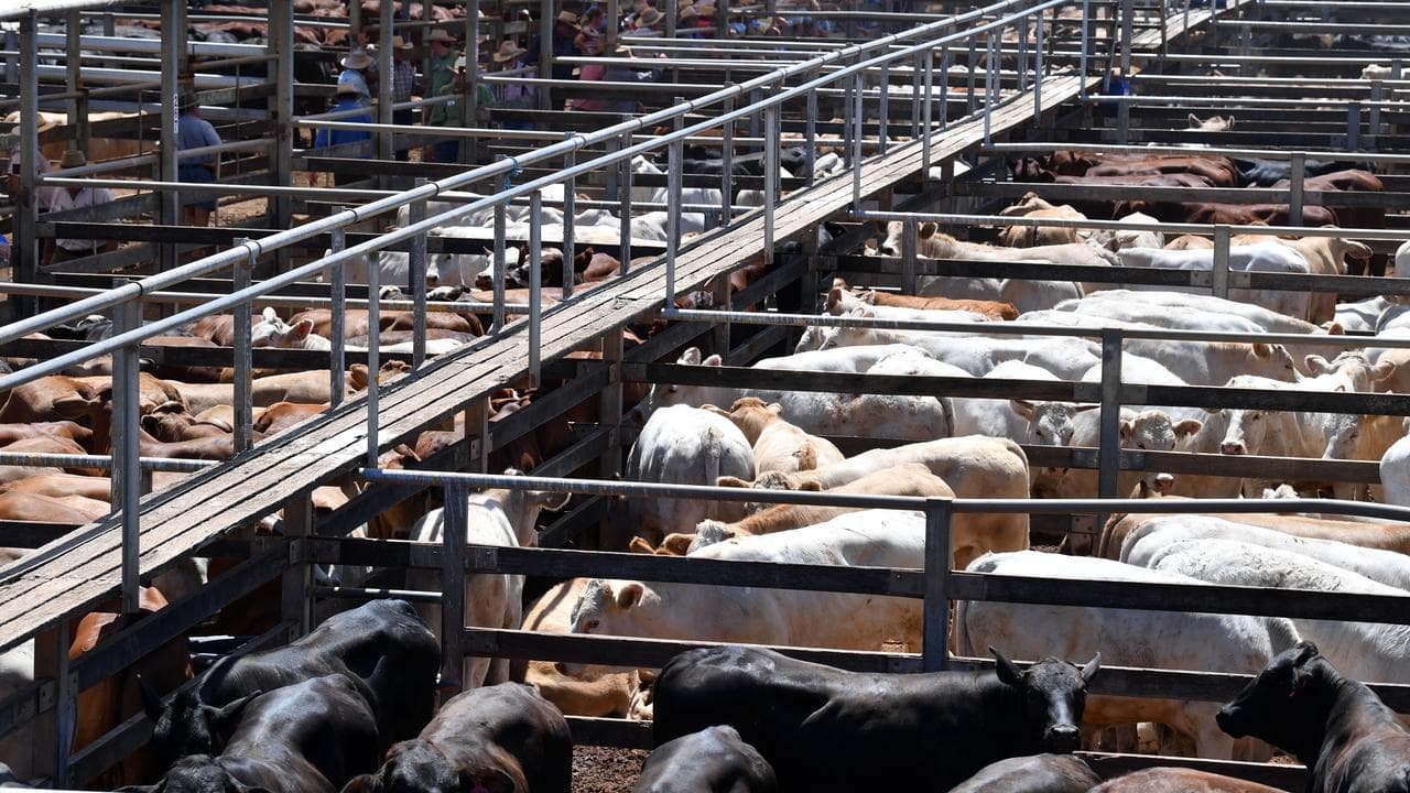 Cattle at a saleyard in Roma, Queensland