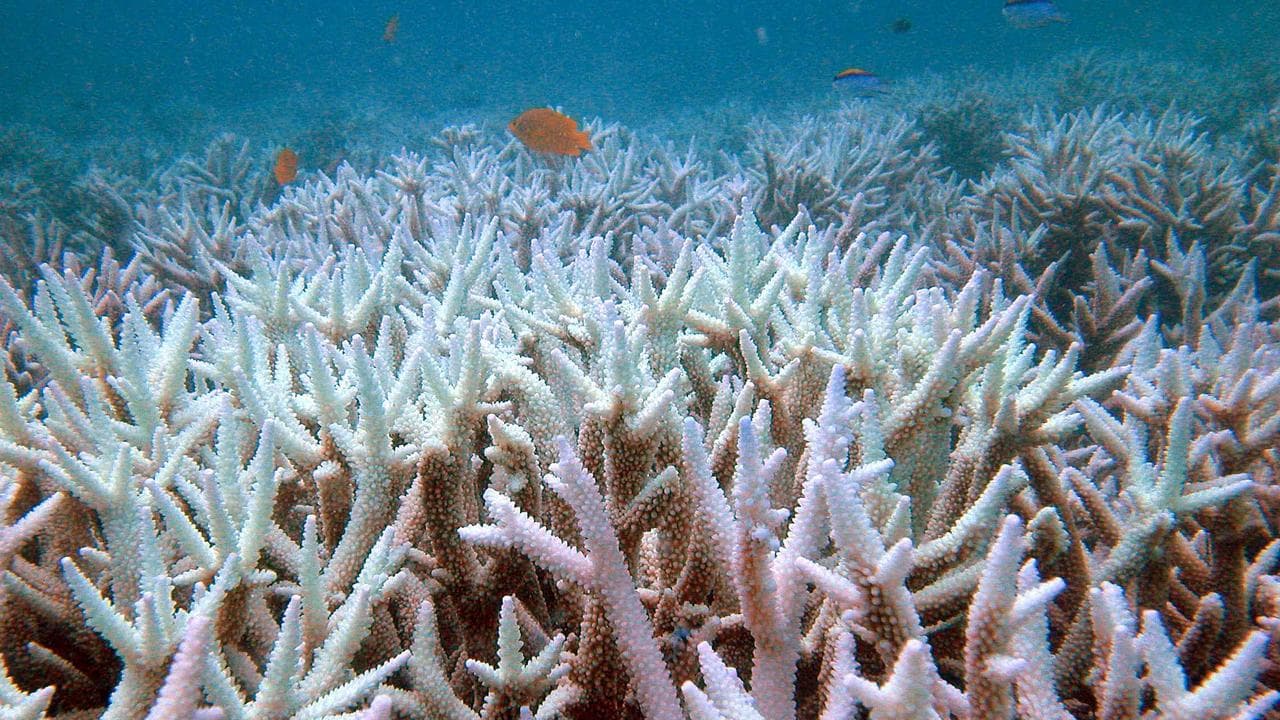 Fish swim among bleached coral.