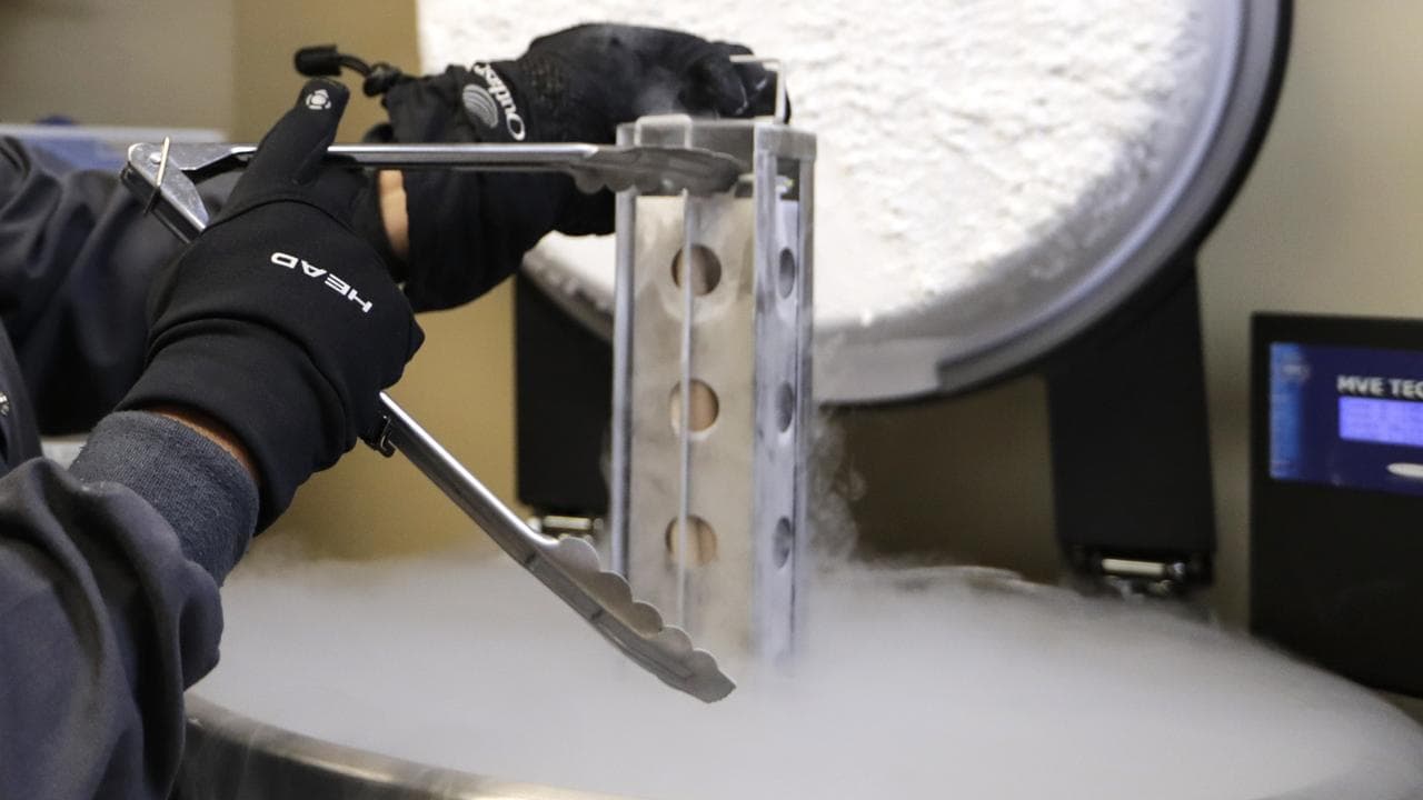 A container of frozen embryos