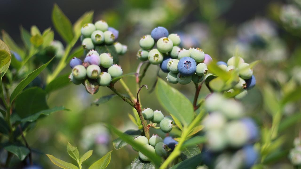 Blueberries on a farm