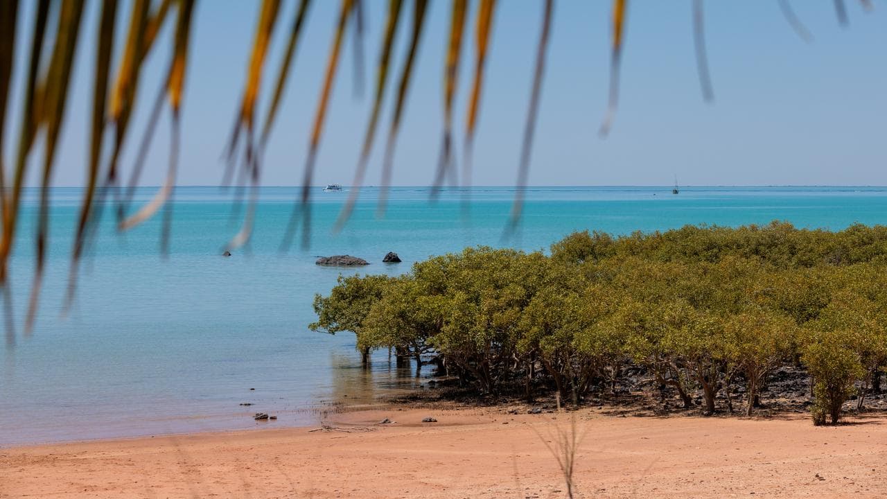 Mangroves in Roebuck Bay in Broome (file image)
