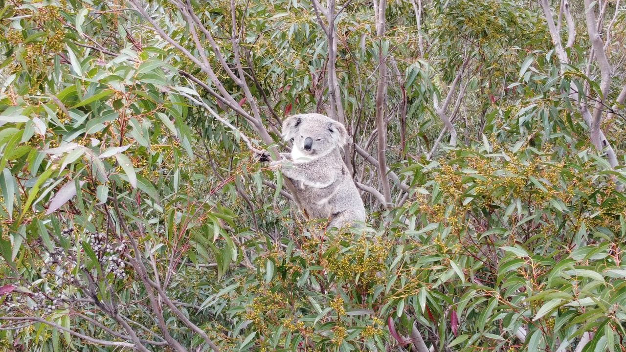 A koala with her baby at Sugarloaf State Conservation Area