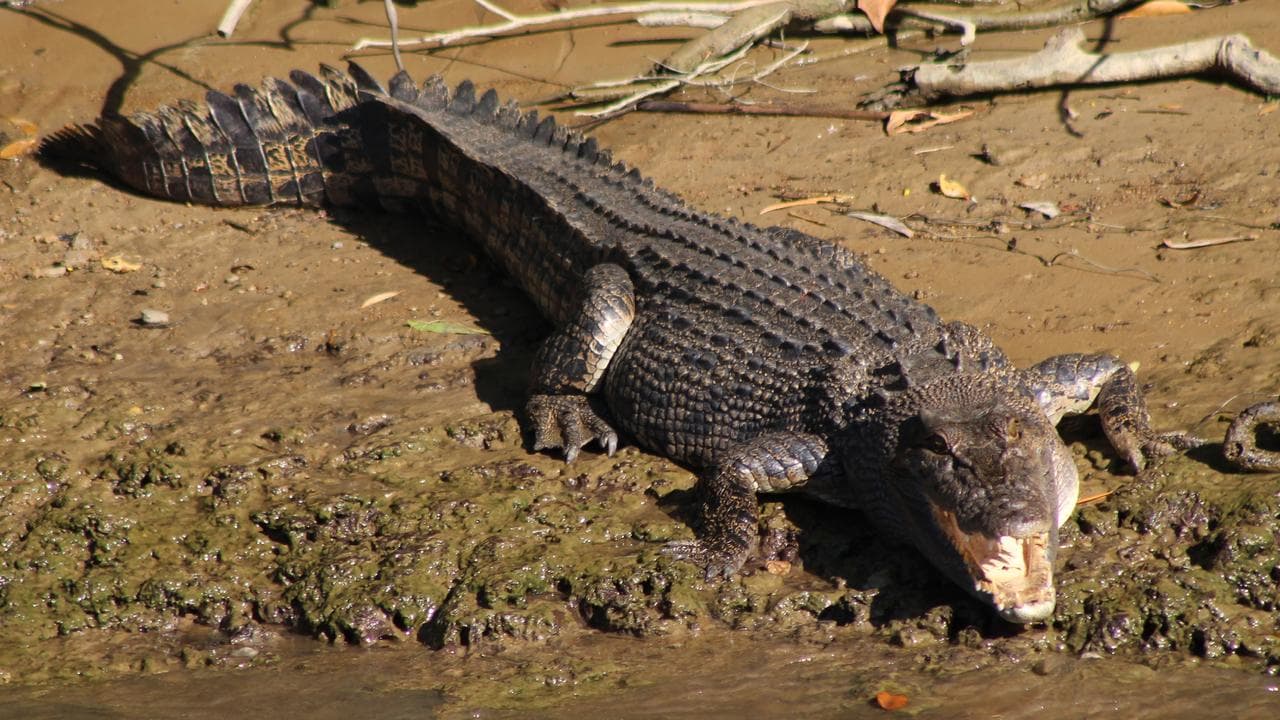 A large saltwater crocodile (file image)