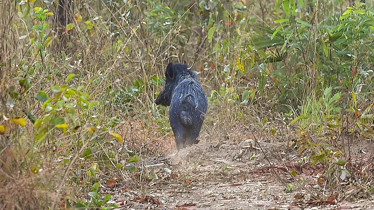 A wild pig (file image)