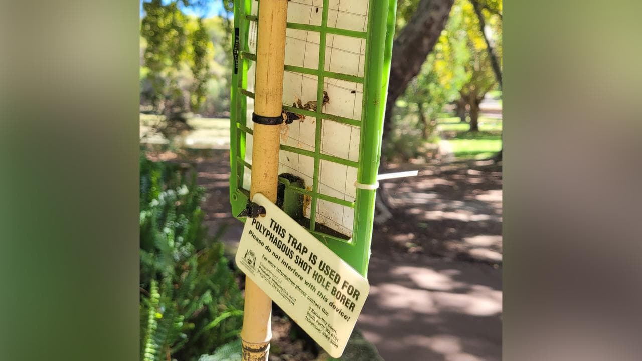 Shot-hole borer trap