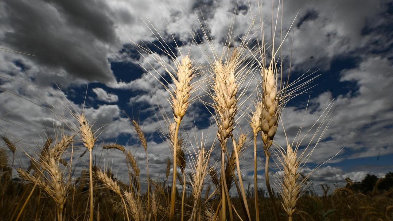 Wheat heads in a field at Borambola, NSW