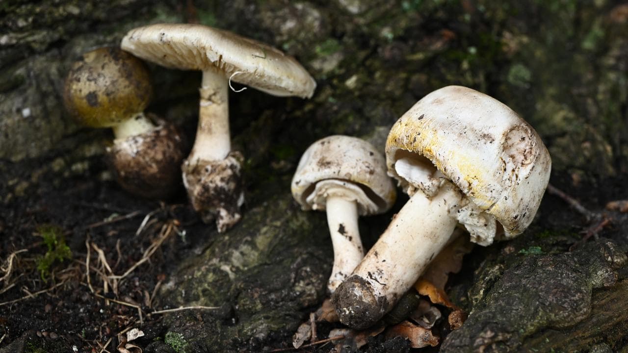 Poisonous Death Cap (left) and Yellow-staining Mushrooms (file)