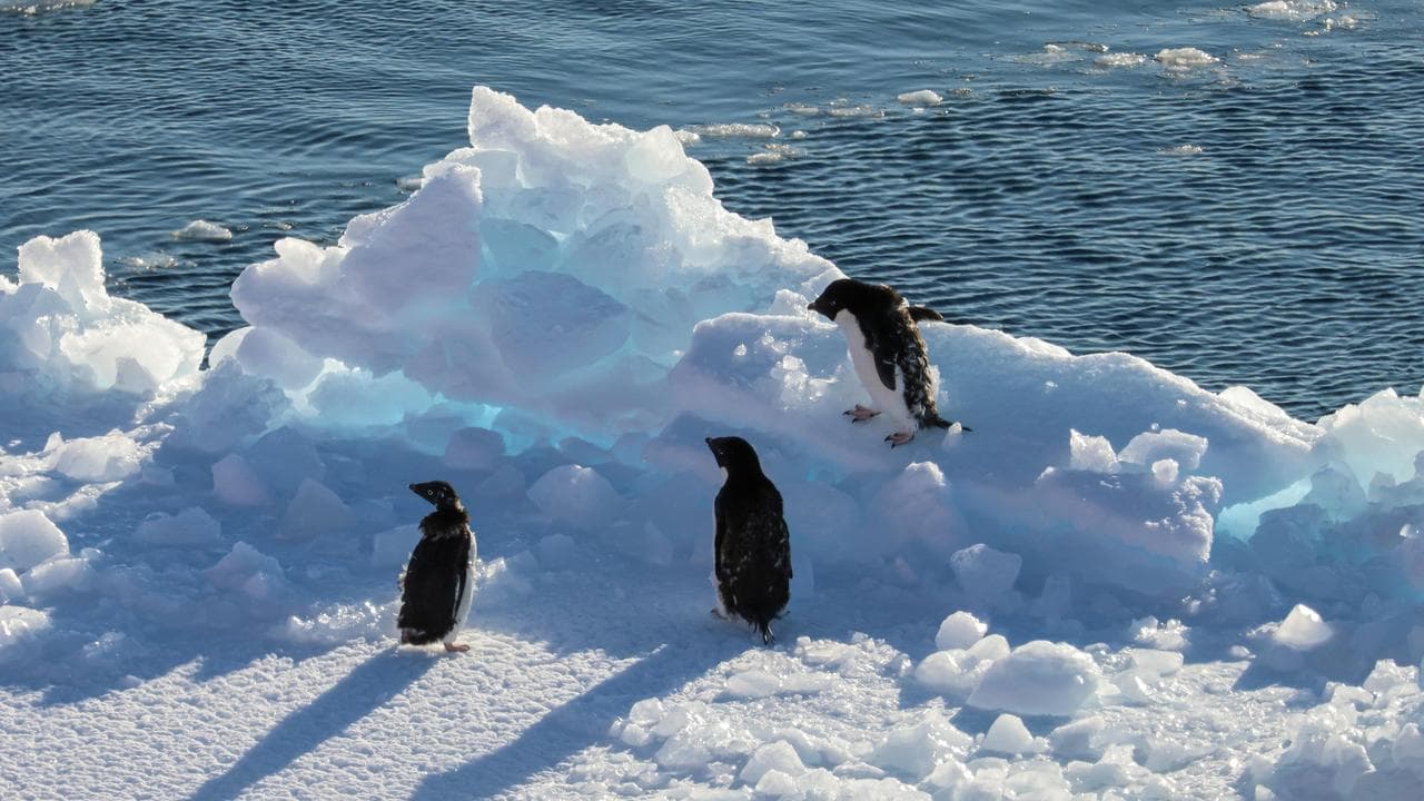 penguins 