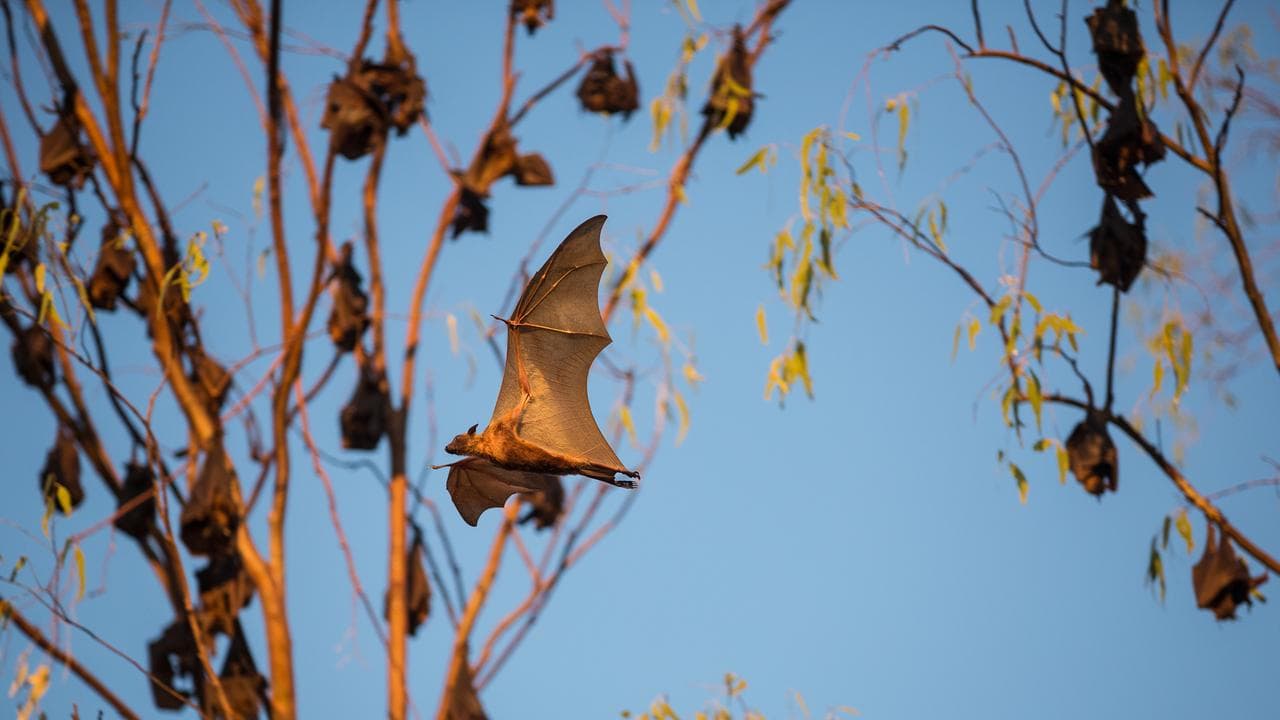 A bat colony (file image)