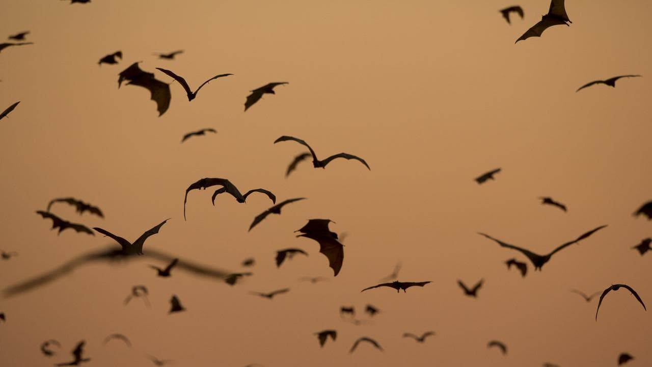 Bats flying (file image)