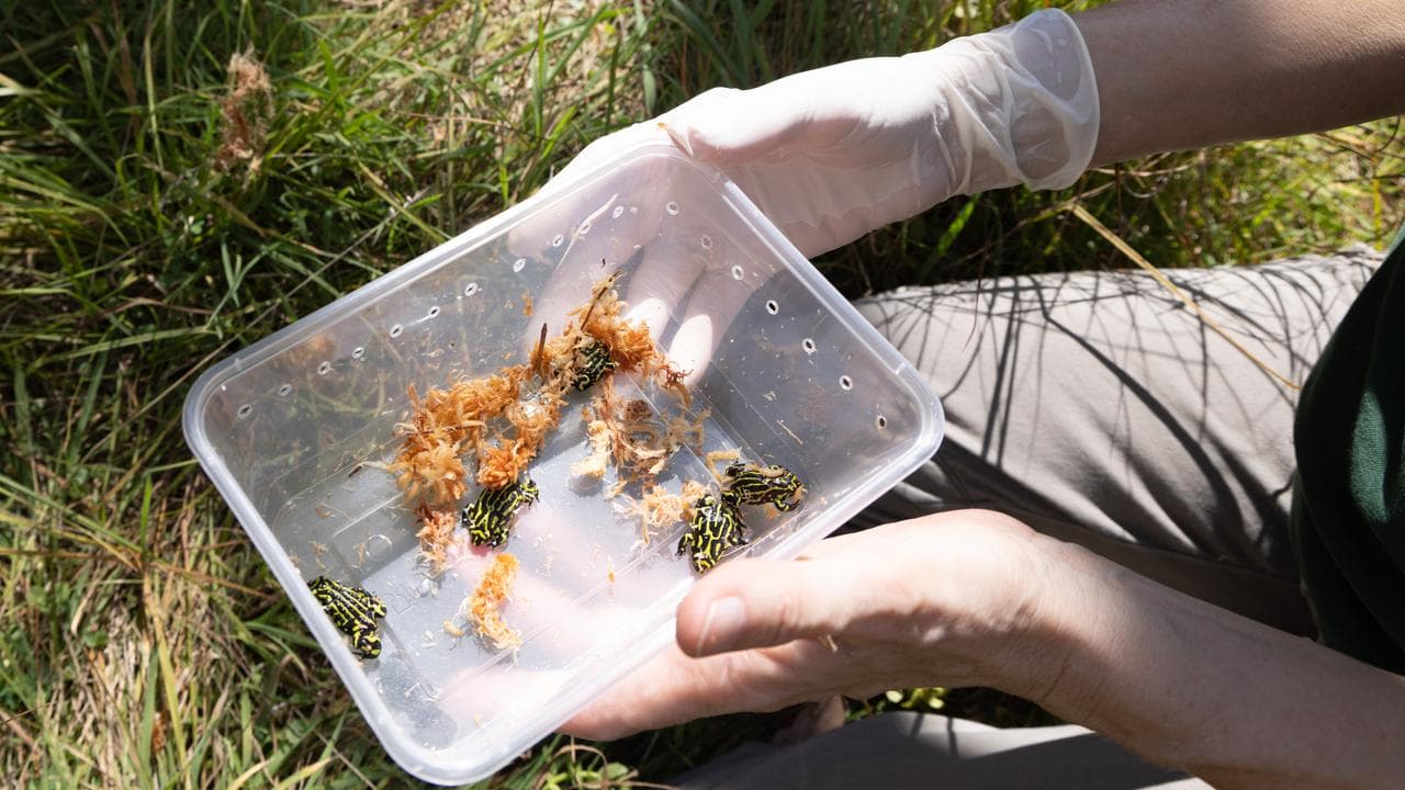 The critically endangered frogs