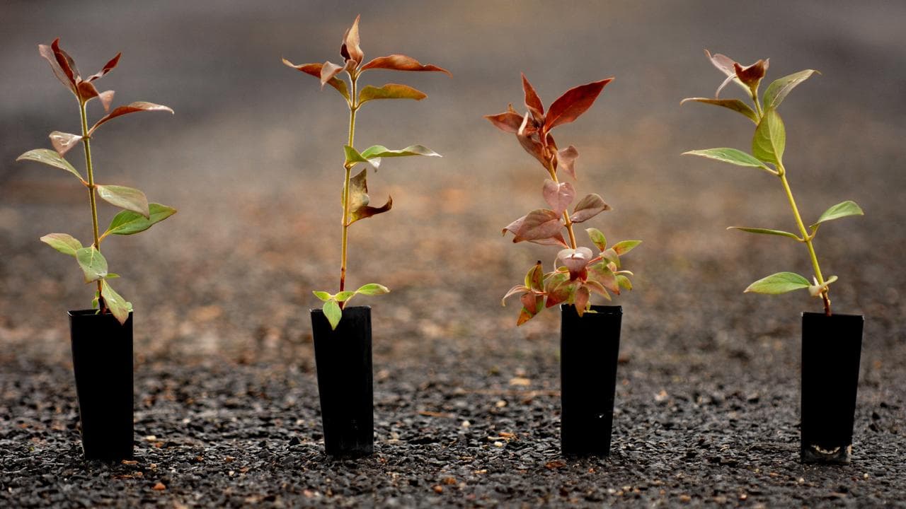 Tube-stock seedlings of Australian native plants
