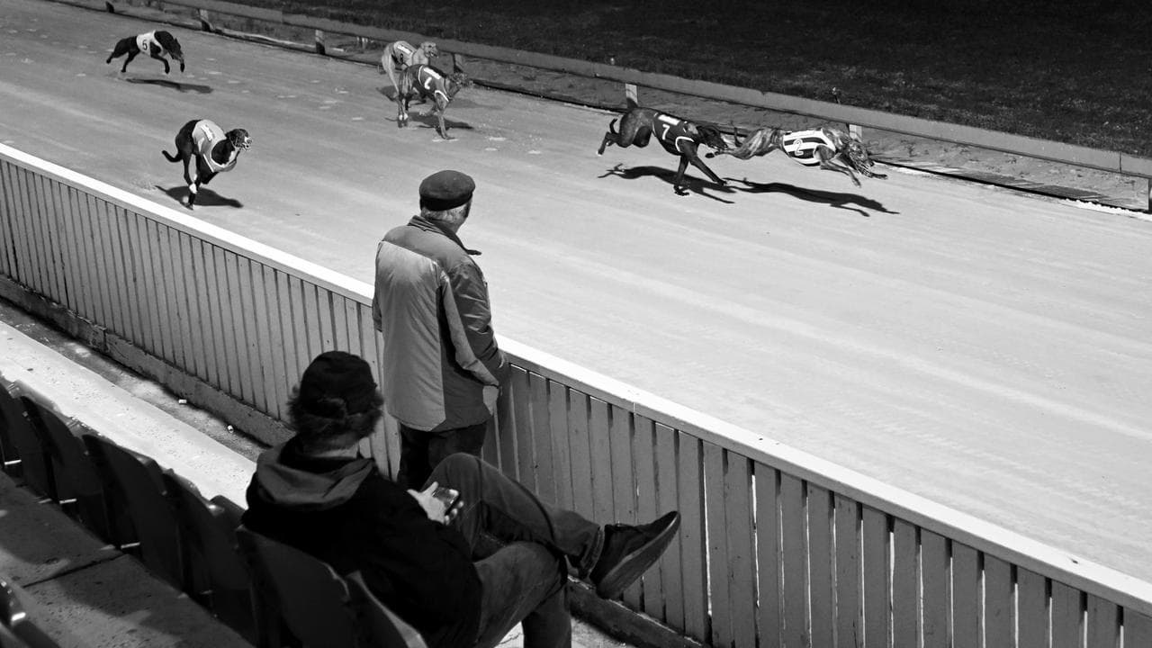 Greyhounds race toward the finish line in Dapto