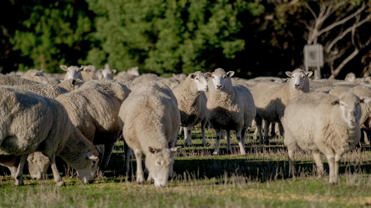 Sheep at a property in Grassdale, Victoria