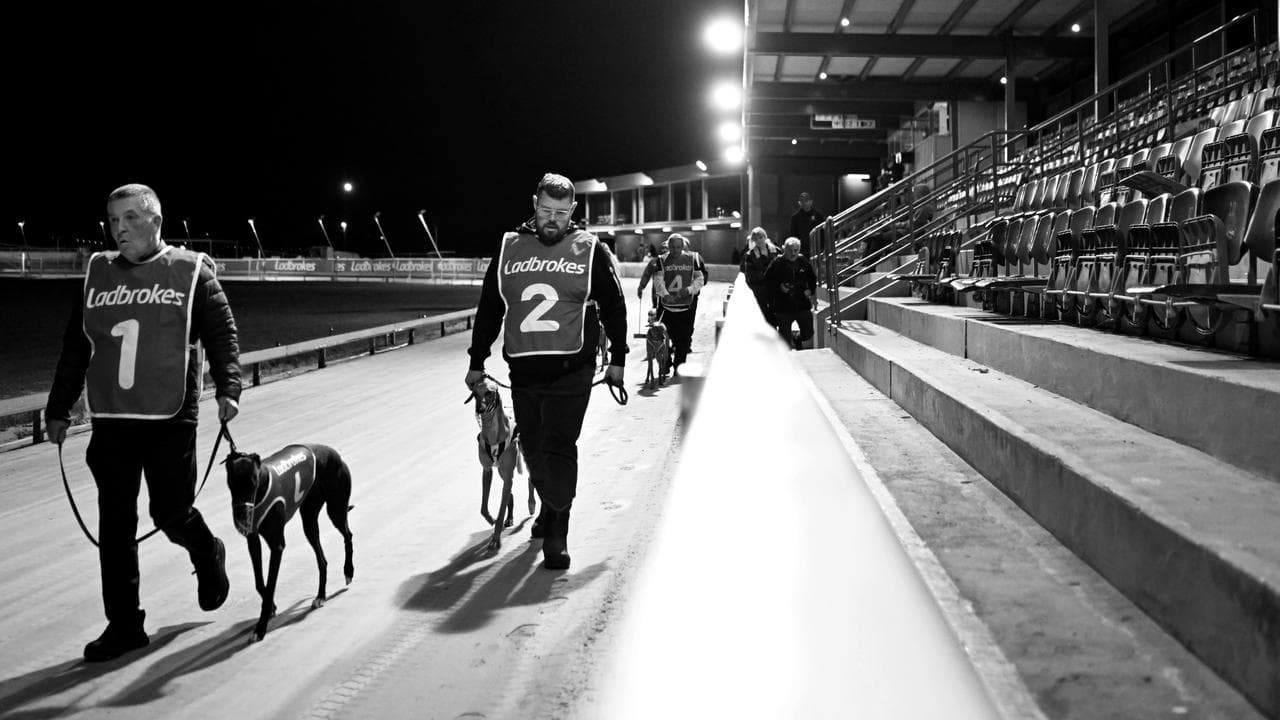 Trainers and dogs make their way to the start at Dapto Greyhound Races