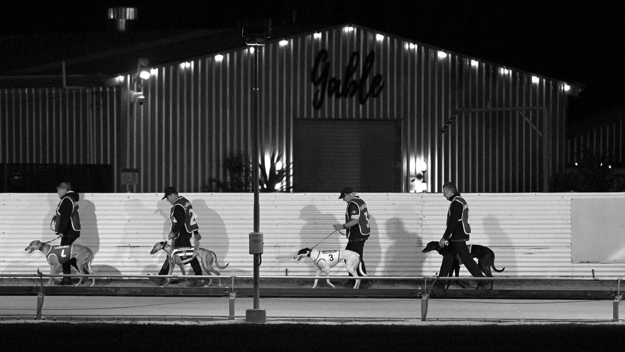 On the  way to the starting gates at Dapto Greyhound Races