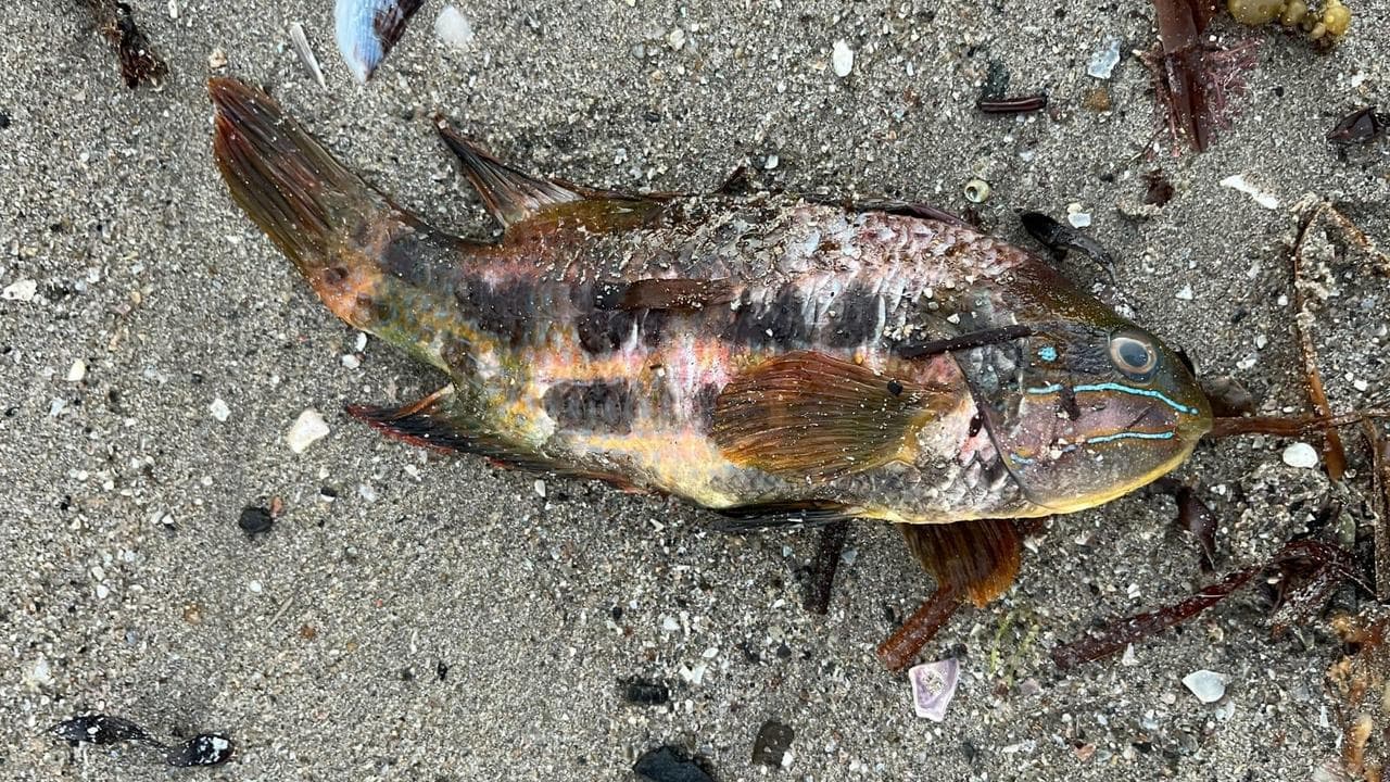 One of hundreds of marine species killed by the bloom