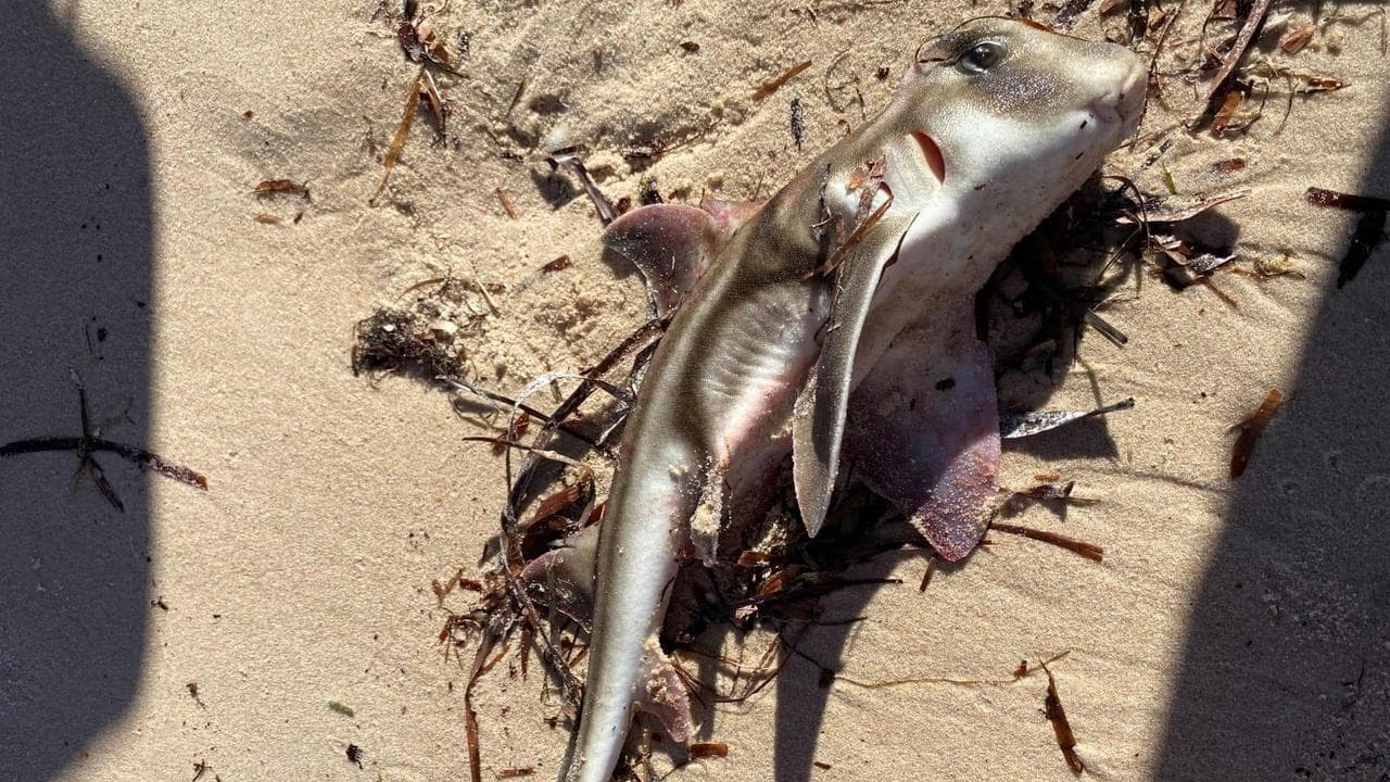 A fish killed by the algae in South Australia