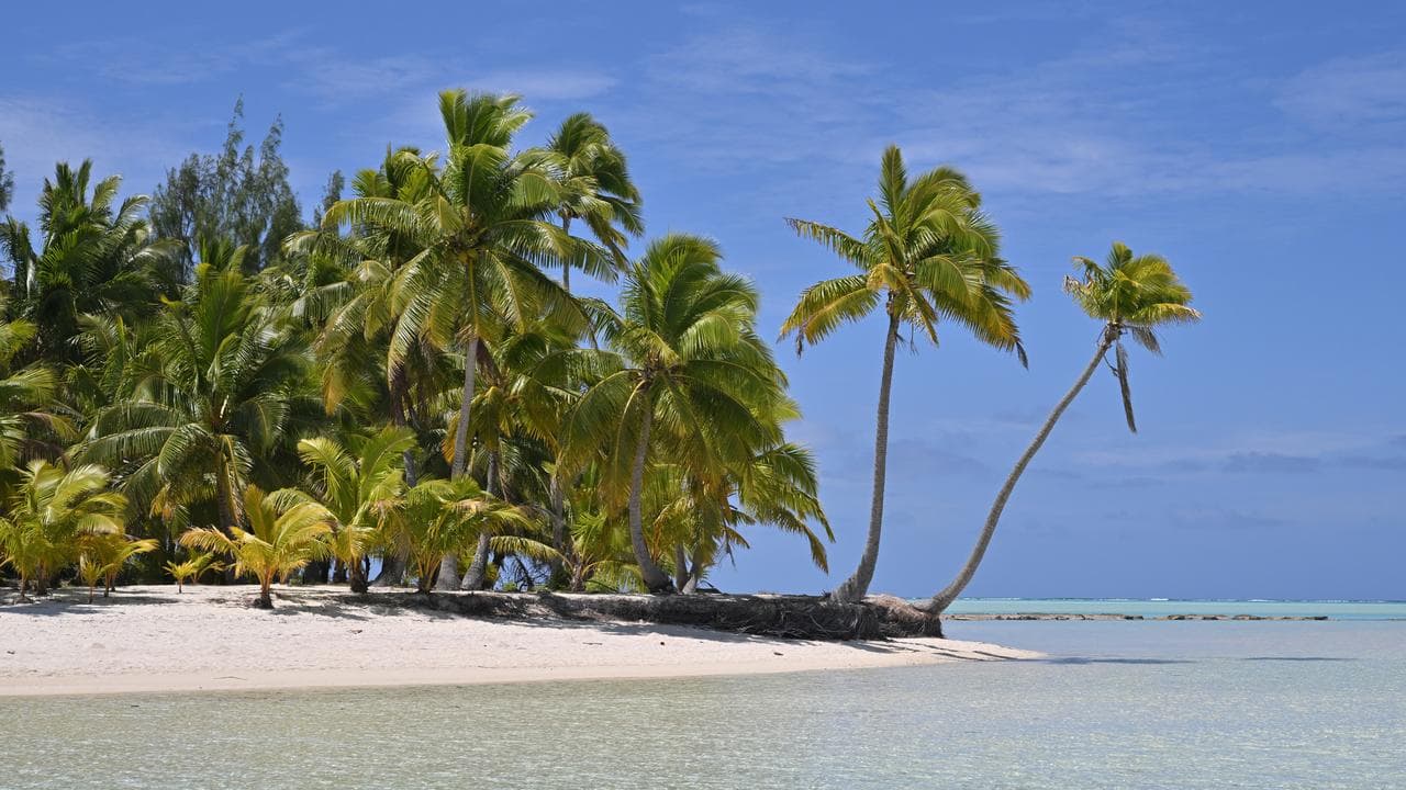 Palm trees in the Cook Islands (file image)