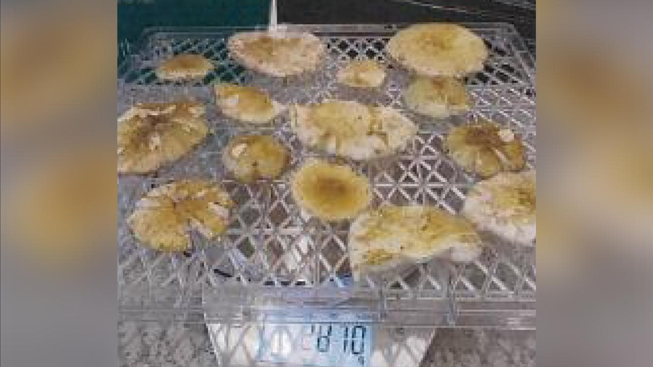 Mushrooms dehydrating on scales in Erin Patterson's home