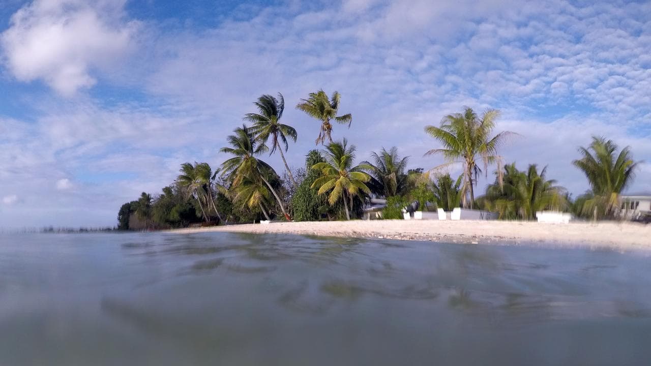 Palm trees and sand on Tuvalu