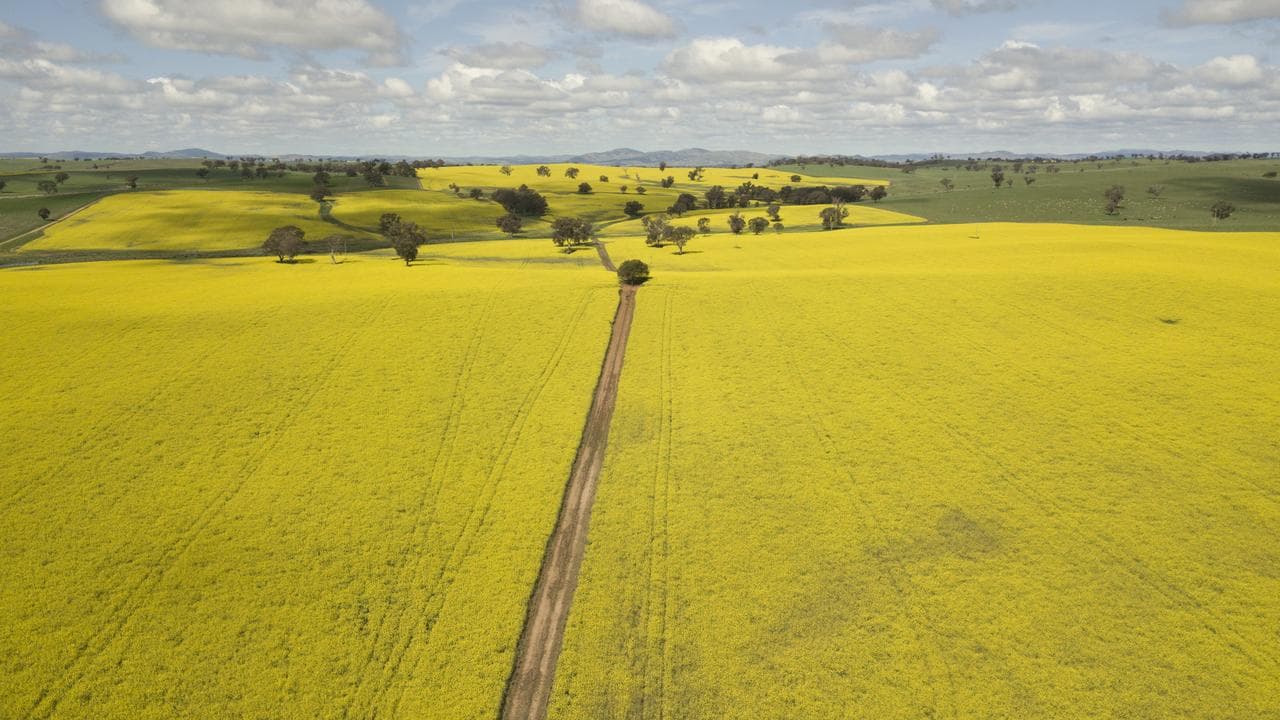 An aerial view of a field of canola (file)