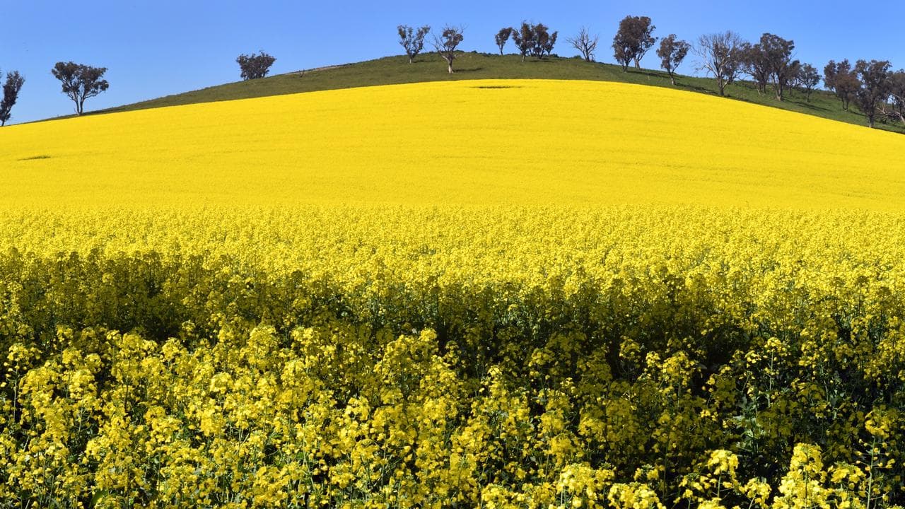 Canola feild (file)