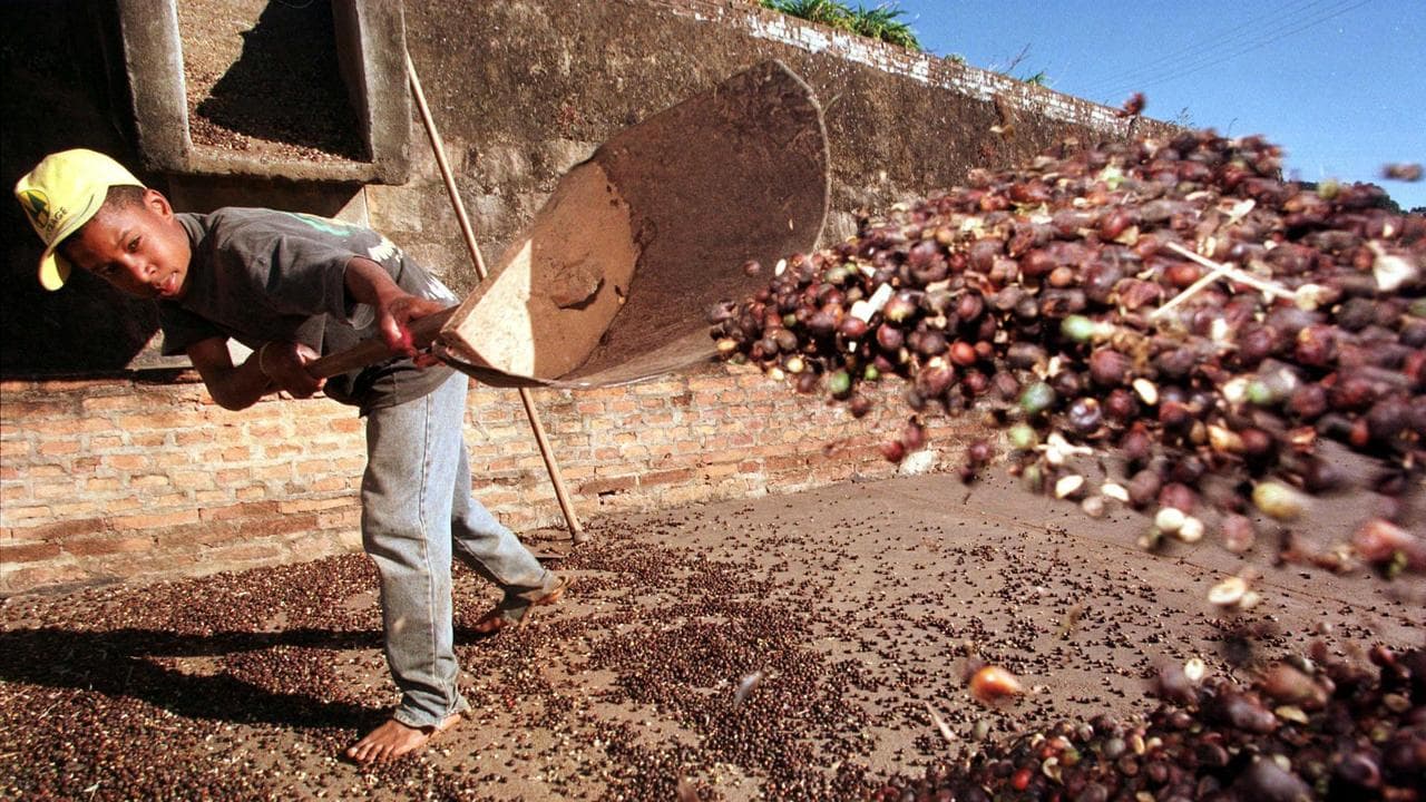 BRAZIL COFFEE COMEBACK