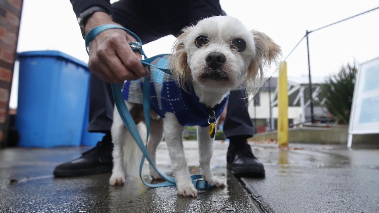 A rescued puppy (file)