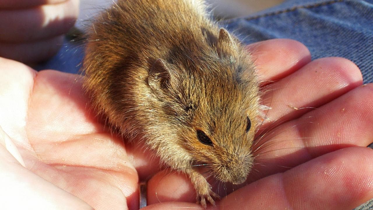 A desert mouse in the Arid Recovery reserve