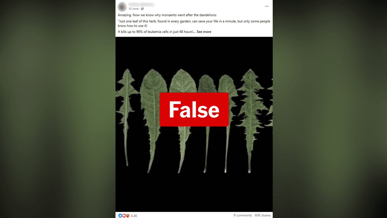 Misleading Facebook claim that dandelion tea cures leukaemia