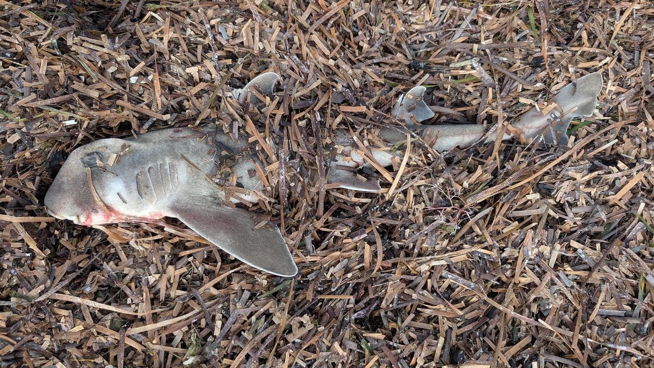 Marine life killed by algae