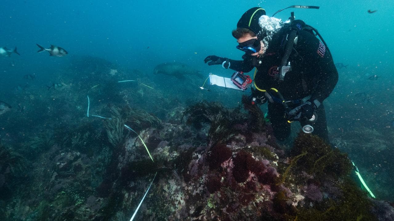 Diver analyses algal bloom
