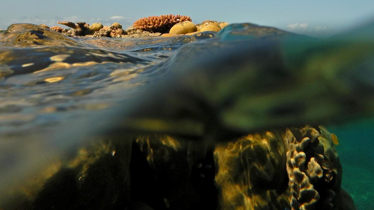 The Great Barrier Reef