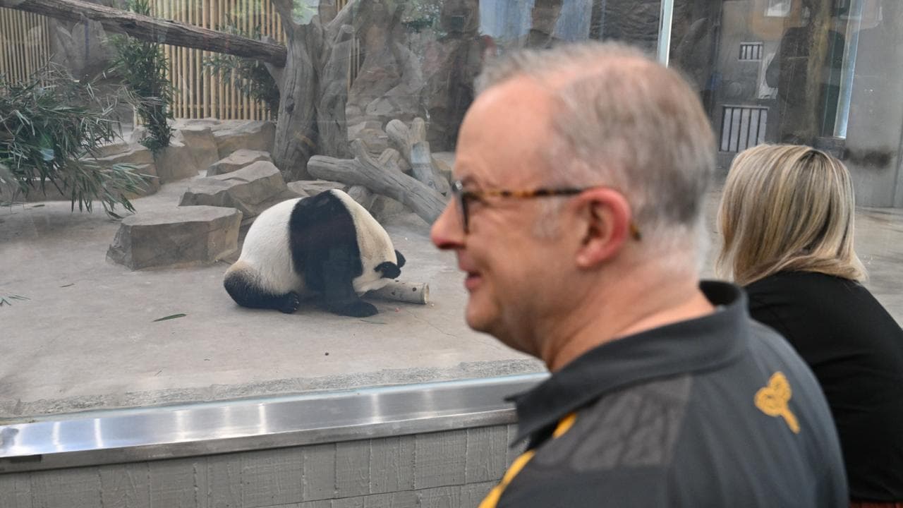Anthony Albanese and partner Jodie Haydon touring a panda park