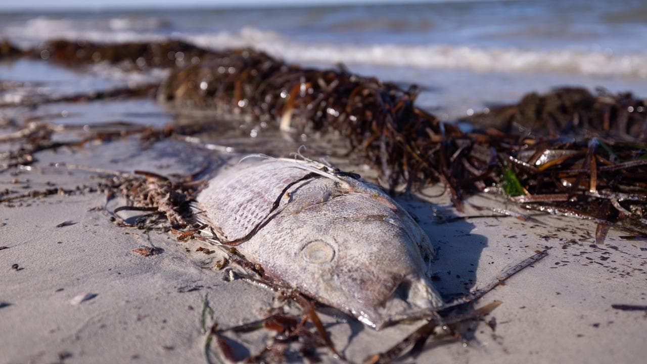 Dead marine life due to the algal bloom in SA