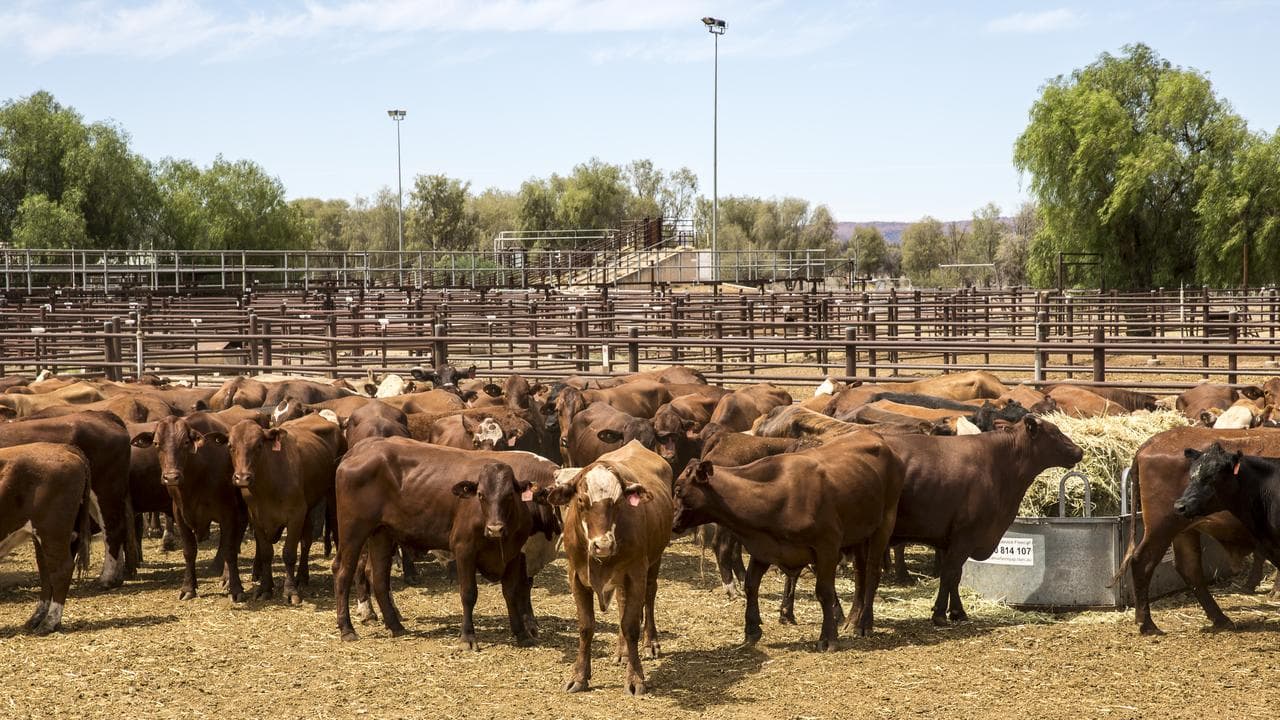Cattle in Alice Springs stock yards (file)
