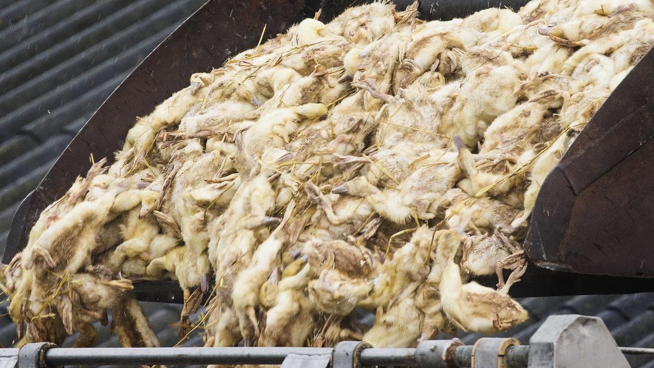 Culled ducks at a farm in Kamperveen, The Netherlands, November 2014