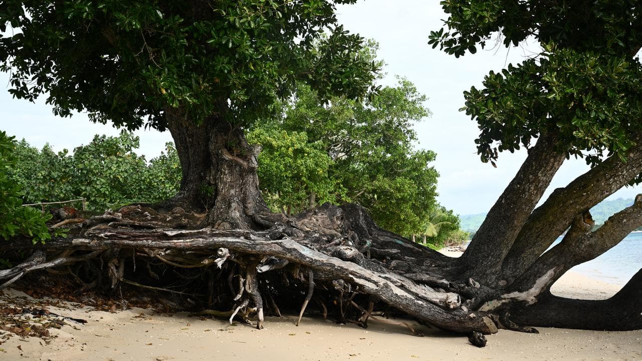 A tree with exposed roots due to erosion on Pele Island, Vanuatu