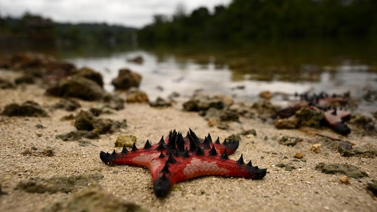 Horned sea star washed up on river edge