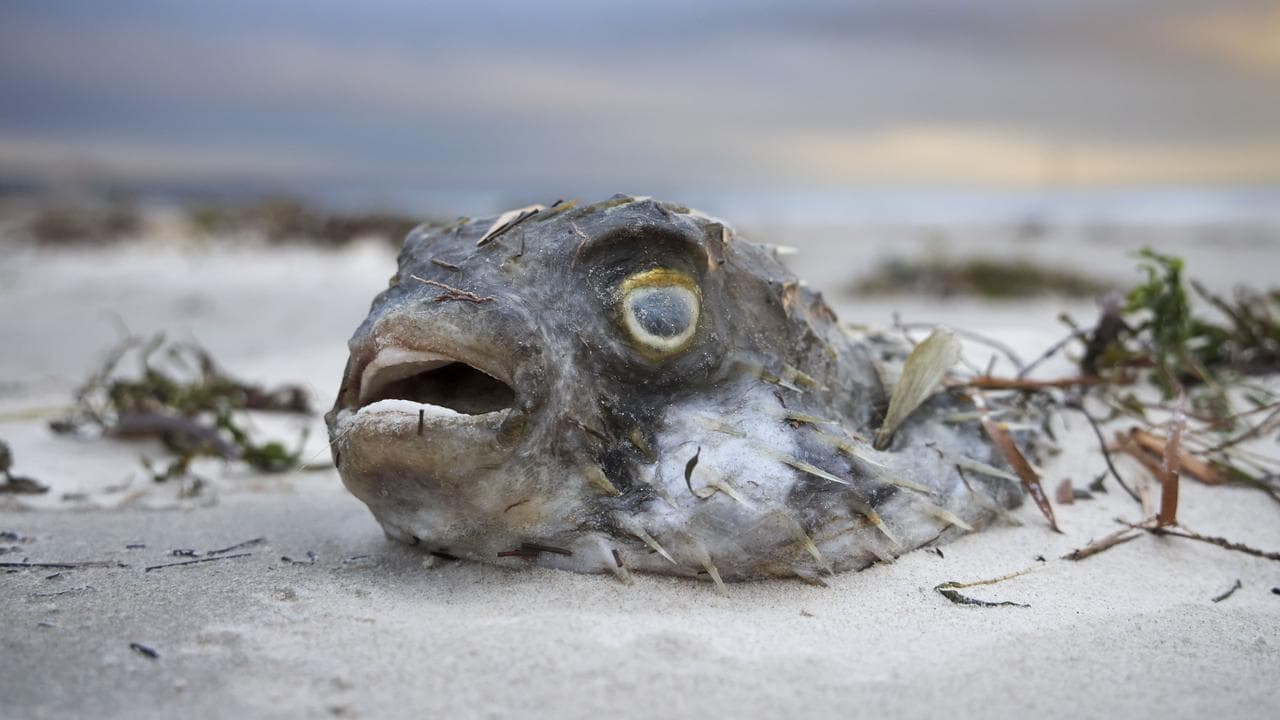 Dead fish at West Beach in Adelaide
