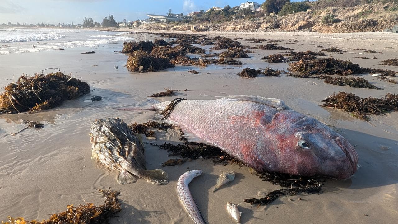 Dead fish in Adelaide during an algal bloom