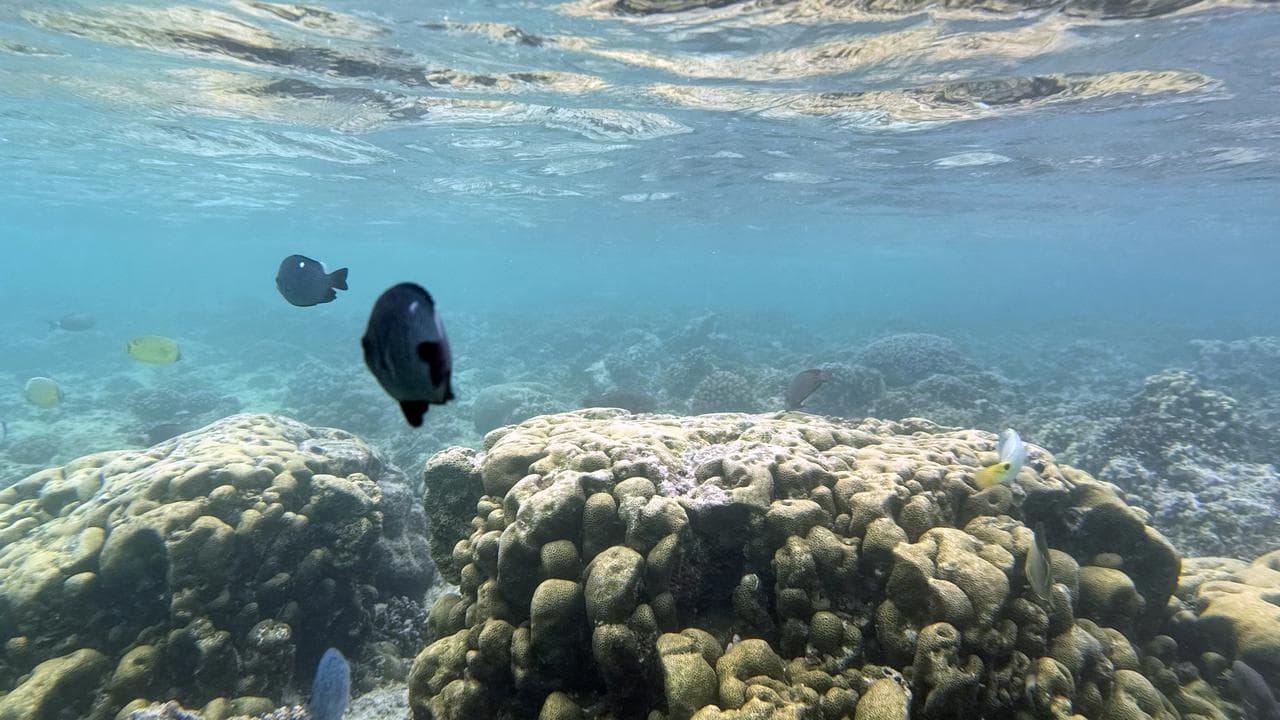 Sea life and coral at Honeymoon Beach, Vanuatu