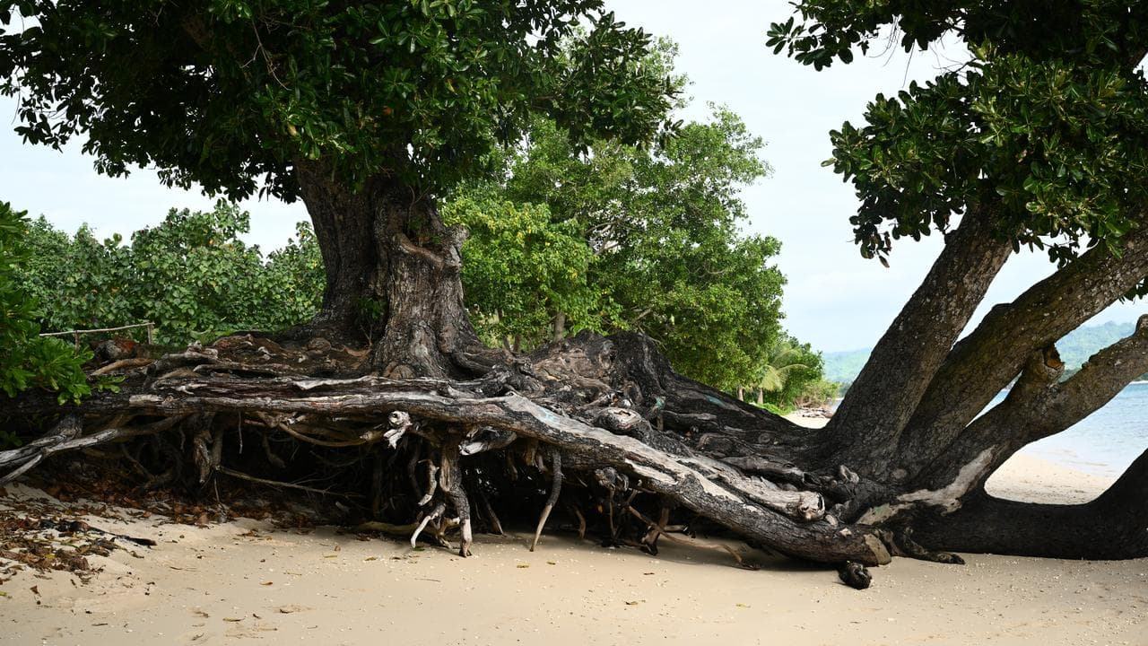 A tree with exposed roots due to erosion on Pele Island, Vanuatu