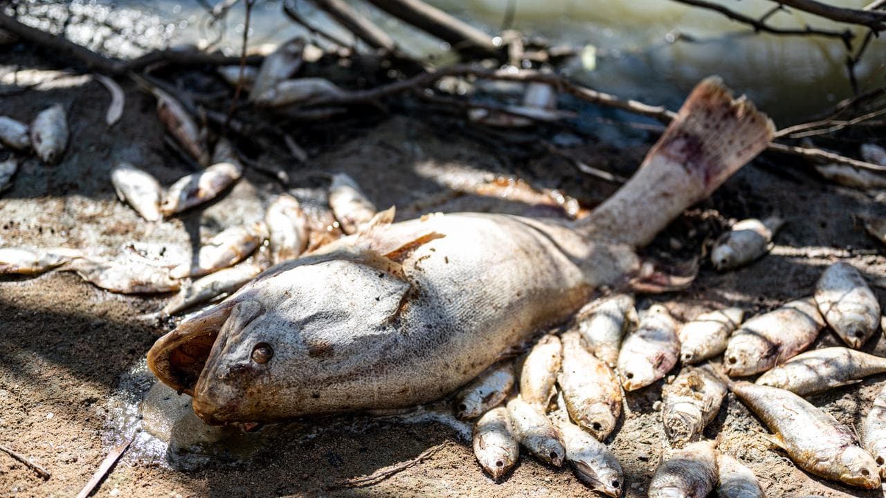 Murray cod washed up at the Menindee lakes in outback NSW