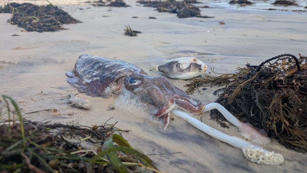 Marine life killed by algae related to the algal bloom in Adelaide
