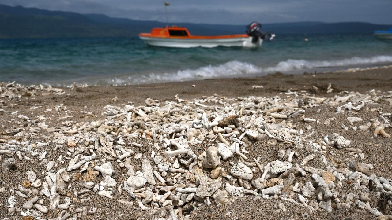 Bleached coral on Nguna Island, Vanuatu