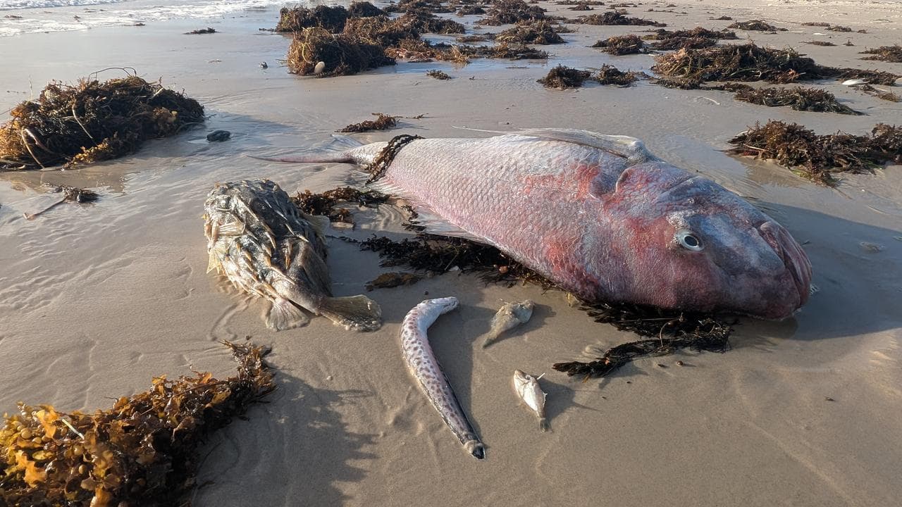 Marine life killed by an algal bloom in South Australia